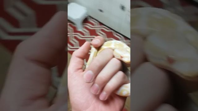 ALBINO BALL PYTHON UPDATE смотреть онлайн