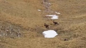 Трофейная охота на Дагестанского тура в горах Дагестана