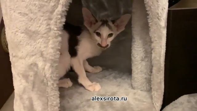 Как назвать кошку? смотреть онлайн