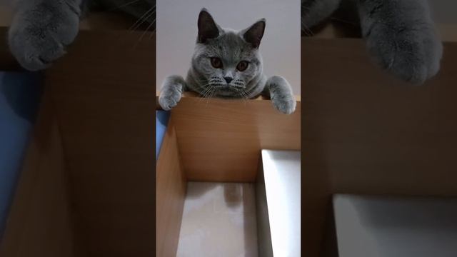 Бэба🥰 Британские котята в Москве. На данный момент все малыши проданы. #котики #котята #британцы смотреть онлайн