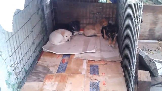 Щенки в Донецком приюте "4 ЛАПКИ" для бездомных животных. смотреть онлайн