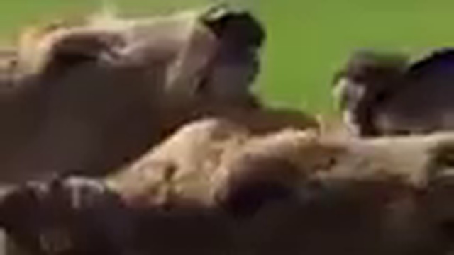 Малыш в восторге от страуса смотреть онлайн