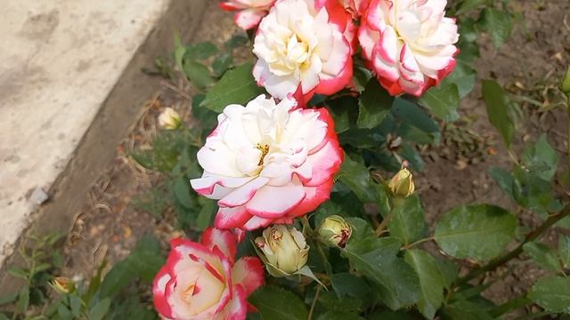 Цветение роз 28.06.23 смотреть онлайн