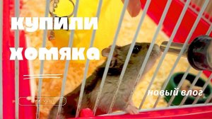 LIFE VLOG | КУПИЛИ ХОМЯКА