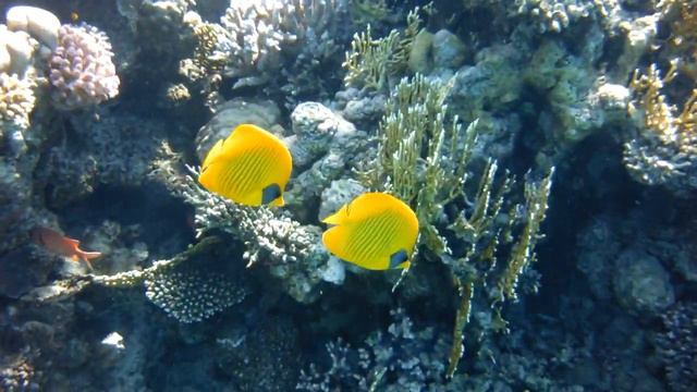 Рыбы-бабочки в маске 2017 - часть 2