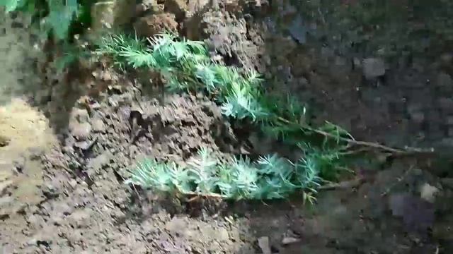 Можжевельник низкорослый. 1 посадка на моём участке. смотреть онлайн