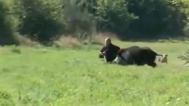 Охота на кабана смотреть онлайн