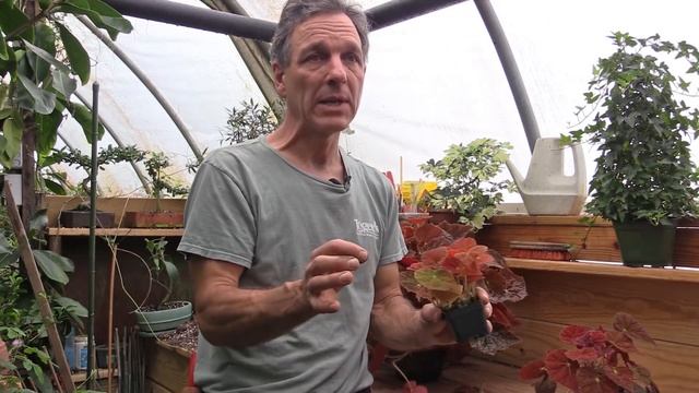 Begonia 'Autumn Ember' p.p.a.f смотреть онлайн