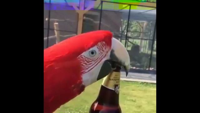 Котик лезет лапкой в дырку, лучшие приколы 2020 ржали до слез целый час)))!! смотреть онлайн