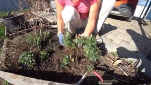 ХРИЗАНТЕМА МУЛЬТИФЛОРА, размножение весной. 100 % приживаемость.