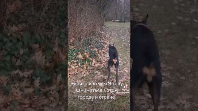 Берлин Полиция, вот где я хочу получить возможность работать смотреть онлайн