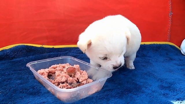 Lily's story - Homeless puppy lost in haunted community ( re-edited ） смотреть онлайн