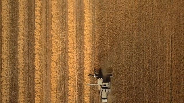 Хлеб, выращенный на родной земле. смотреть онлайн