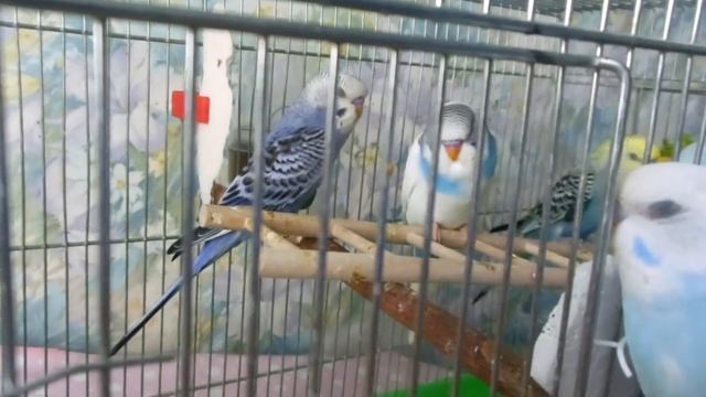 Попугайчики! Ручные волнистые птенчики!) смотреть онлайн