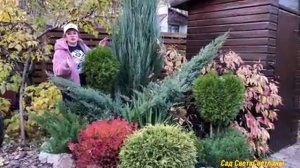 Голубые можжевельники в нашем саду.Вертикальные  и горизонтальные можжевельники#голубыеможжевельник