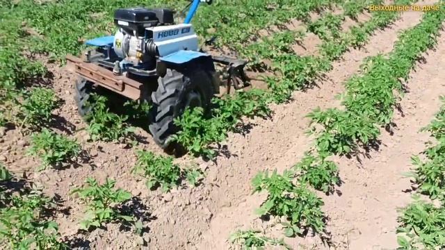 Второе окучивание картофеля мотоблоком НЕВА МБ-2 смотреть онлайн