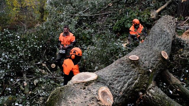 Распиловка огромного тополя смотреть онлайн