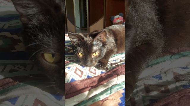 Нарезка, смешные животные, щенок и котенок. Funny animals puppy and kitten. #12🐈🐕🐕😁🐱🥰❤️❤️❤️❤️ смотреть онлайн