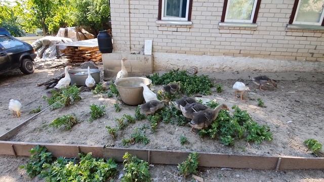 ГОТОВЛЮ ГУСЯ. ОТПУСТИЛ КОЗЛЯТ НА ВОЛЮ. У АНИ ГОСТИ. СЛАБЫЙ УРОЖАЙ. НАВЕС ДЛЯ СЕНА В ПРОЦЕССЕ...