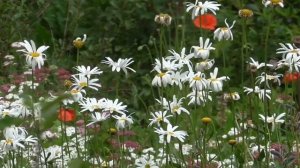 На долголетие  Для женщин  Настрои академика Сытина Г.Н.