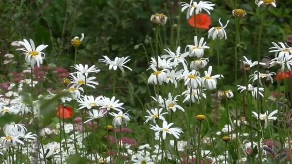 На долголетие  Для женщин  Настрои академика Сытина Г.Н.