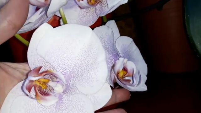 Орхидея хулиганка смотреть онлайн