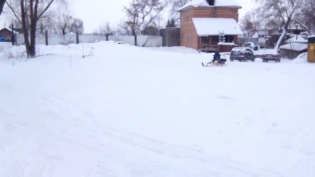 Мото собака Омск смотреть онлайн