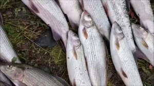 Воркута, поездка на рыбалку в верховье реки Нияю,Полярный Урал 2019