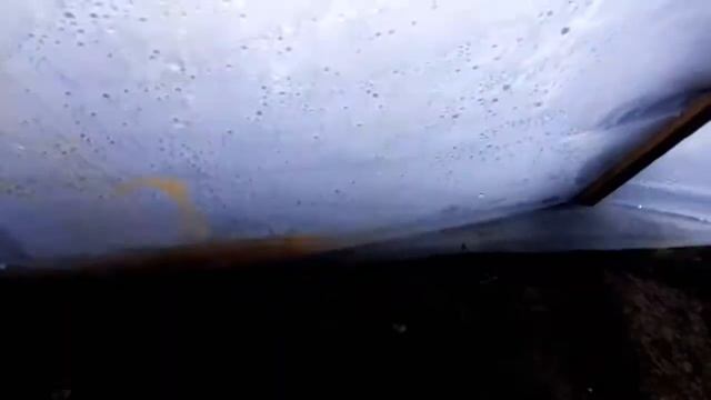 Хризантема Мультифлора и голландская, эксперимент смотреть онлайн