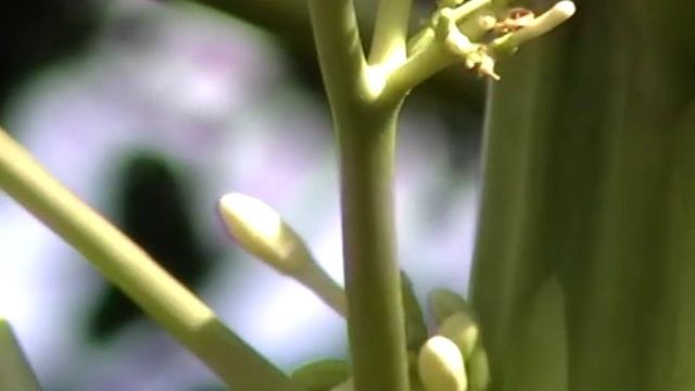 Zoom test-Panasonic SDR-H60 смотреть онлайн
