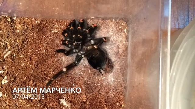 Брахипельма ауратум ( линька) смотреть онлайн