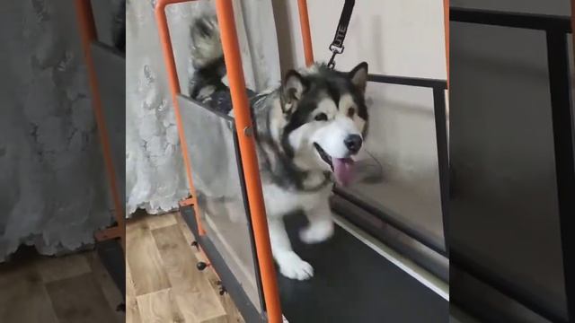 Занятия на беговой дорожке. Зачем это нужно? смотреть онлайн