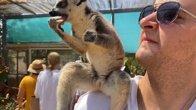 We went to Paphos Zoo, feeding the lemurs and the giraffes! смотреть онлайн