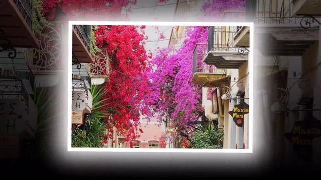 Бугенвиллия / Bougainville