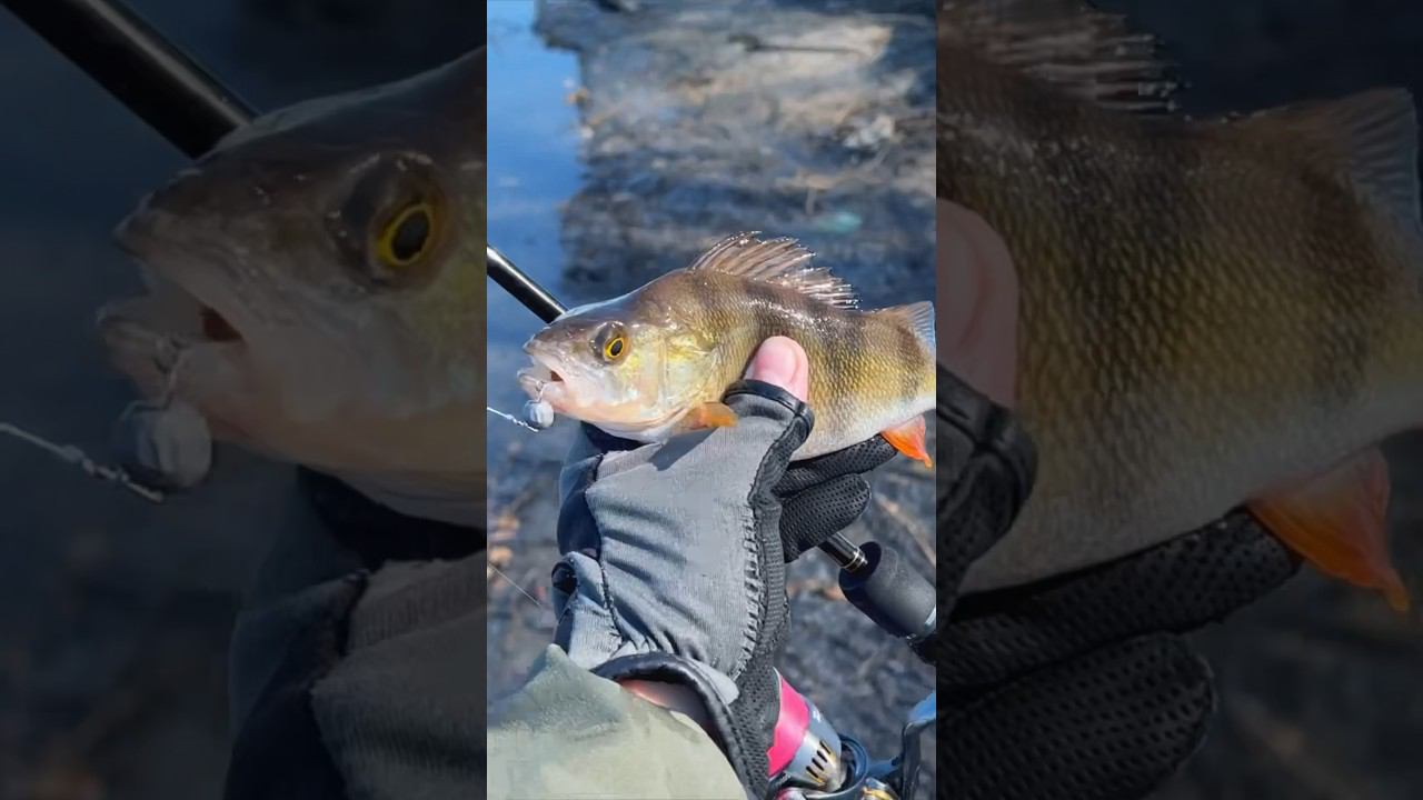 ПОКЛЕВКА за ПОКЛЕВКОЙ #рыбалка #спиннинг #окунь #микроджиг #москварека #клеврыбы #поклевка смотреть онлайн