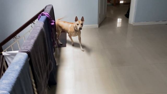 Шапка для собаки смотреть онлайн