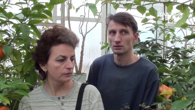 Цитрусовые дома. Лимон Мейера и японский мандарин. смотреть онлайн