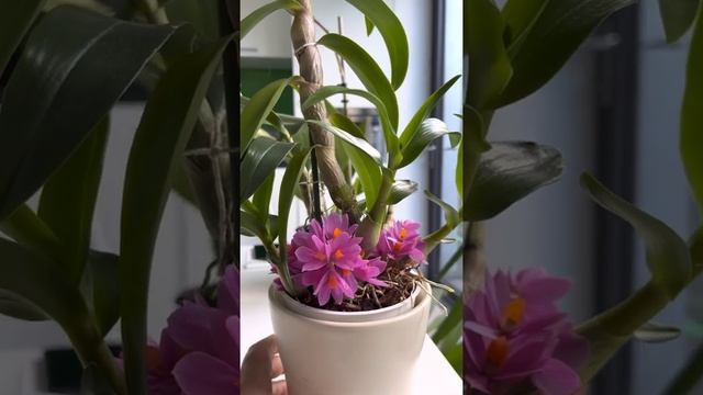 Dendrobium hibiki смотреть онлайн