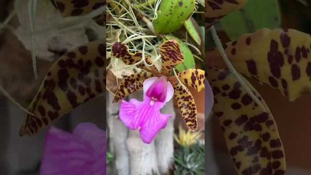 cattleya aclandiae все бразильские краски в одном цветке #цветы #сад #flower #cattleya смотреть онлайн