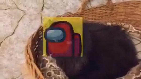 Big floppa reference in real life? (real no fake)