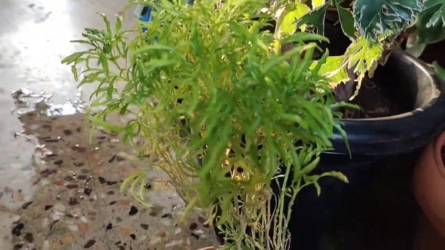 Aralia The Best Office Plant@VJ Garden Boutique