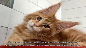 Как помыть кота: варианты если боится воды и царапается