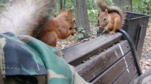 Белки пришли поесть орешков и Ушастик тоже пришёл
