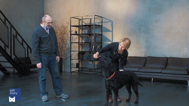 Как научить собаку команде "Стоять"? смотреть онлайн