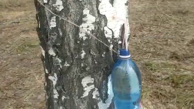 Кулинарное наследие предков 