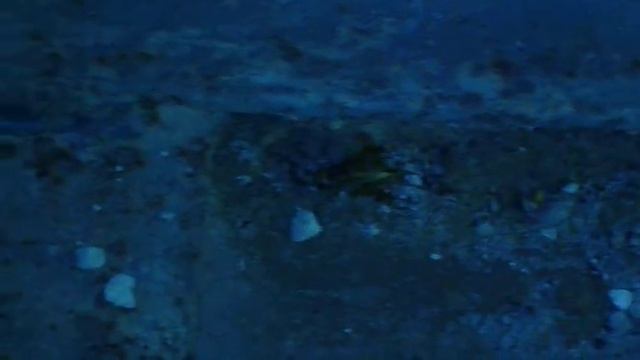 Трель сверчка. смотреть онлайн