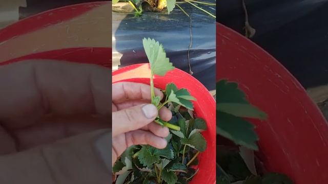 ??День 1❗ Подготовка усов клубники для закладки кассетной рассады! #клубника #подготовкаусовклубник