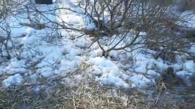 ПОРОСЯТА ДИКОЙ СВИНЬИ В ГНЕЗДЕ (ОПОРОС МАРТ 2021 Г) смотреть онлайн