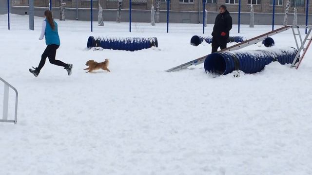 Аджилити Тольятти - ВолгаДогСпорт_Разрядные соревнования (РЛК) в г. Самара смотреть онлайн