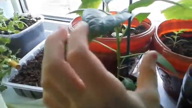 Огород на окне смотреть онлайн